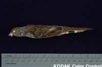 藏品(灰頭黑臉鵐)的圖片